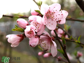 四月份還有桃花嗎？桃花幾月份開？