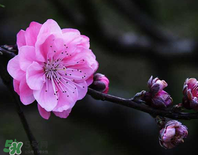 四月份還有桃花嗎？桃花幾月份開？