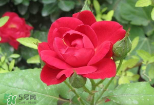 春天可以種玫瑰嗎？春天適合種玫瑰嗎？