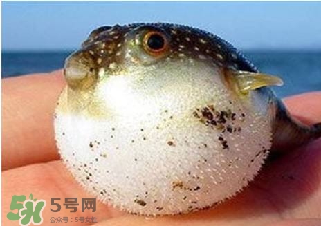 河豚怎么吃才沒毒？吃河豚的禁忌