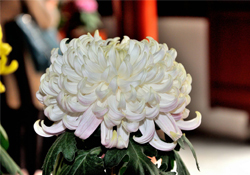 清明節(jié)掃墓買(mǎi)什么顏色菊花？清明節(jié)上墳用什么顏色菊花？