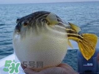 河豚怎么吃才沒毒？吃河豚的禁忌