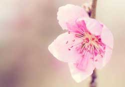 四月份還有桃花嗎？桃花幾月份開？