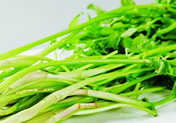吃野芹菜會(huì)中毒嗎？吃野芹菜中毒了怎么辦？