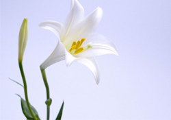 清明節(jié)上墳可以帶百合花嗎？清明節(jié)掃墓能用百合花嗎？