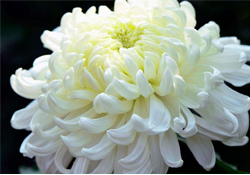 清明節(jié)掃墓為什么用菊花？清明節(jié)上墳為什么要送菊花？