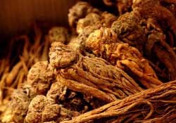 春天可以吃當歸嗎？春天吃當歸上火嗎？
