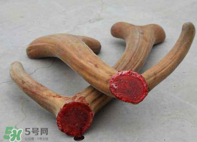 ?春天可以吃鹿茸嗎？鹿茸什么季節(jié)吃最合適？