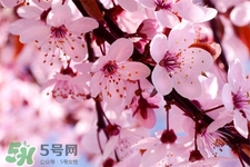 春分是春天的開始嗎？春分是春天來的意思嗎？