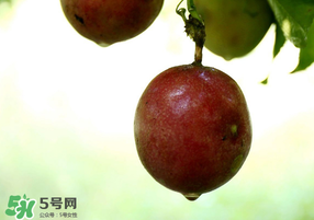 春天能吃百香果嗎？春天吃百香果好嗎？