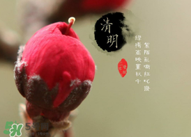 清明節(jié)為什么要吃清明果？為什么清明節(jié)要吃清明果？