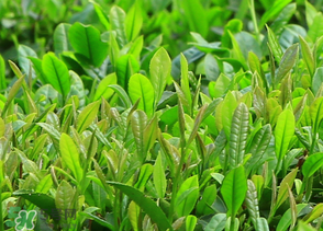 清明茶什么時候采？采清明茶什么時候結(jié)束？
