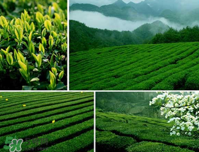 清明茶什么時候采？采清明茶什么時候結(jié)束？