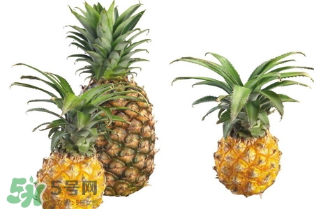 菠蘿可以吸甲醛嗎？菠蘿可以除甲醛嗎？