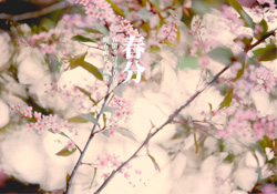 春分是春天的開始嗎？春分是春天來的意思嗎？