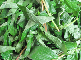 清明菜是什么菜？清明菜是艾草嗎？