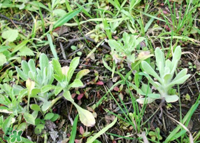 清明菜是什么菜？清明菜是艾草嗎？