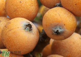 枇杷什么時(shí)候成熟？枇杷什么時(shí)候上市？