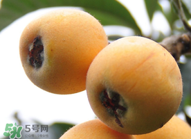 枇杷什么時(shí)候成熟？枇杷什么時(shí)候上市？