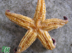 海星怎么吃？海星能吃嗎？