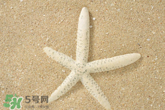 海星怎么吃？海星能吃嗎？