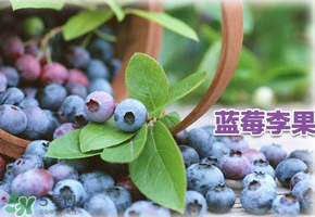 藍莓李果是假的嗎？火車上的藍莓李果是真的嗎？
