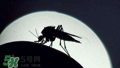 蚊蟲叮咬會傳播艾滋病嗎？蚊蟲會傳染乙肝嗎？
