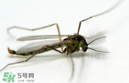 蚊蟲叮咬會傳播艾滋病嗎？蚊蟲會傳染乙肝嗎？
