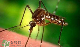 什么防蚊效果好？嬰兒用什么防蚊？