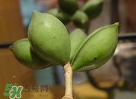 檳榔為什么會(huì)上癮？檳榔上癮怎么戒？