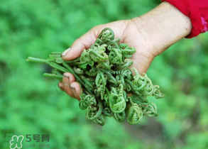 糖尿病能吃蕨菜嗎？糖尿病可以吃蕨菜嗎？