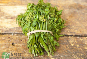 糖尿病能吃蕨菜嗎？糖尿病可以吃蕨菜嗎？
