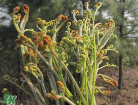 糖尿病能吃蕨菜嗎？糖尿病可以吃蕨菜嗎？