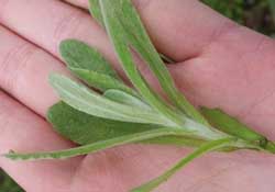 清明菜怎么做好吃？清明菜怎么做止咳？