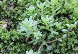 清明菜是什么菜？清明菜是艾草嗎？