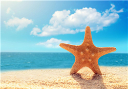 海星怎么吃？海星能吃嗎？