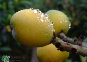 糖尿病能吃枇杷嗎？糖尿病人能吃枇杷嗎？