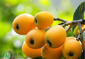 寶寶感冒可以吃枇杷嗎？寶寶感冒能吃枇杷嗎？