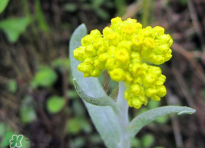 清明菜開花了能不能吃？清明菜怎么吃？