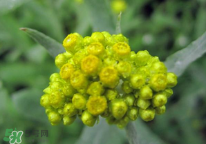 清明菜開花了能不能吃？清明菜怎么吃？