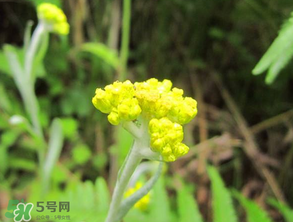 清明菜開花了能不能吃？清明菜怎么吃？