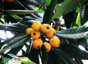枇杷樹幾年結(jié)果？枇杷樹為什么不結(jié)果？
