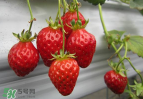 枇杷和草莓能一起吃嗎？枇杷能和草莓能一起吃嗎？
