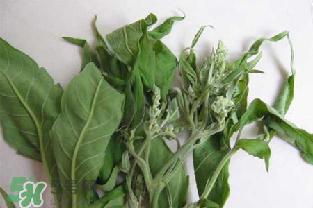 艾草可以治腳氣嗎？艾草泡腳能治腳氣嗎？