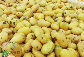芒果爛了一點能吃嗎？芒果爛了一半還能吃嗎？