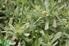 艾草能治療蕁麻疹嗎？艾草可以治療蕁麻疹嗎？