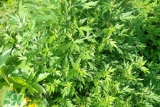 艾草可以治痛經(jīng)嗎？艾草能治月經(jīng)不調(diào)嗎？
