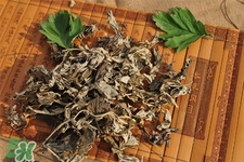 艾草可以治感冒嗎？艾草如何治療感冒？