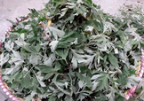 艾草可以治感冒嗎？艾草如何治療感冒？