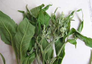 艾草可以治療宮寒嗎？艾草泡腳能治宮寒嗎？